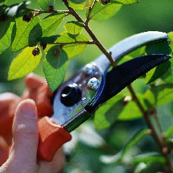 pruning-deciduous-fruit-trees-thumbnail-image