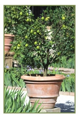 container-gardens-trees-and-shrubs-thumbnail-image