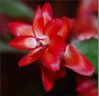 making-your-holiday-cactus-bloom-in-time-for-the-holidays-thumbnail-image