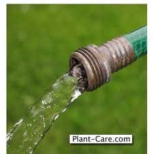 summer-watering-tips-thumbnail-image