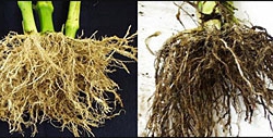 root-rot-houseplants-thumbnail-image