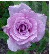 rose-pruning-thumbnail-image