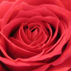 december-rose-tips-thumbnail-image