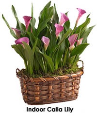 caring-for-calla-lilies-image-2