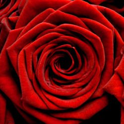 roses-for-your-valentine-thumbnail-image