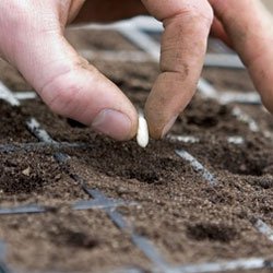 seeds-for-flower-and-vegetable-transplants-thumbnail-image