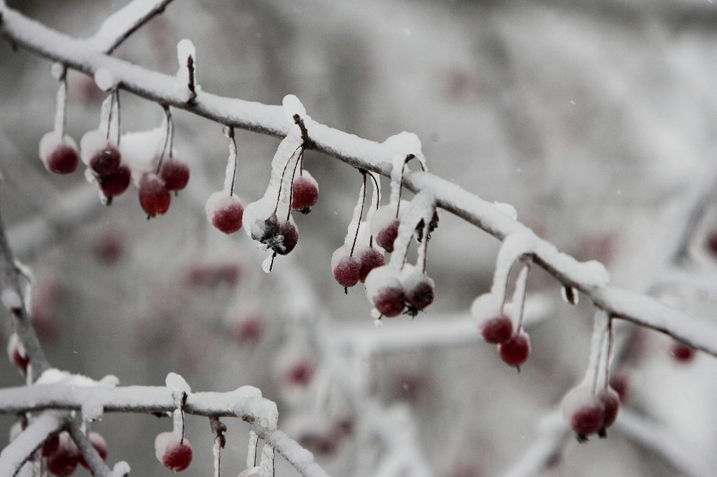 ice on plants