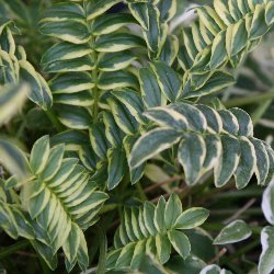 variegations-thumbnail-image