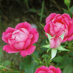 spring-rose-care-thumbnail