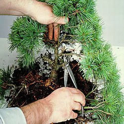 how-to-prune-decidious-trees-thumbnail