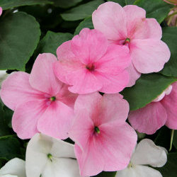 pink-impatiens