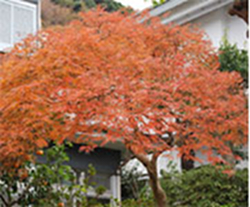 caring-for-japanese-maples-thumbnail