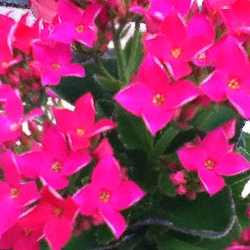 kalanchoes-great-for-indoor-color-thumbnail