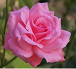 how-when-and-why-to-prune-roses-thumbnail-image