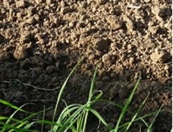 a-few-facts-about-soil-thumbnail-image