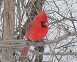 feeding-our-fine-feathered-friends-thumbnail-image