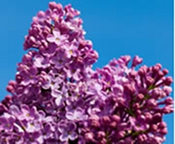 lilacs-the-sweet-scent-of-spring-thumbnail-image