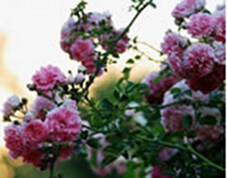 pruning-your-roses-thumbnail-image