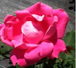 knockout-roses-thumbnail-image