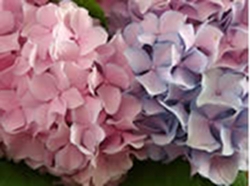 drying-hydrangea-blooms-thumbnail-image