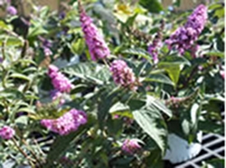 the-beautiful-butterfly-bush-thumbnail-image