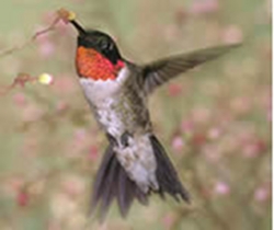 create-a-hummingbird-garden-thumbnail-image