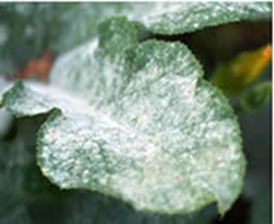 dealing-with-powdery-mildew-thumbnail-image