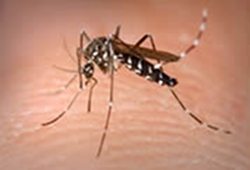 dealing-with-mosquitoes-thumbnail-image