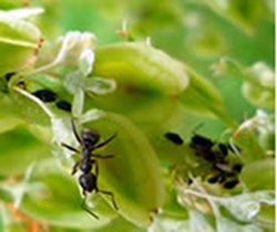 ants-love-aphids-mealbugs-and-scale-thumbnail-image