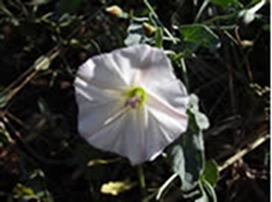 controlling-bindweed-thumbnail-image