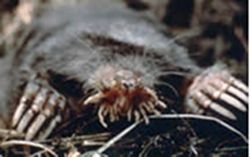 dealing-with-moles-and-voles-thumbnail-image