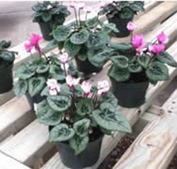 colorful-cyclamen-for-your-home-thumbnail-image