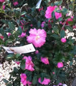 colorful-winter-blooming-camellias-thumbnail-image