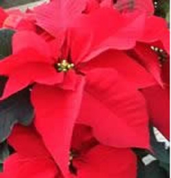 poinsettias-a-world-wide-holiday-tradition-thumbnail-image