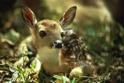 dear-deer-please-go-away-thumbnail-image