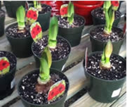 dont-throw-out-that-amaryllis-thumbnail-image