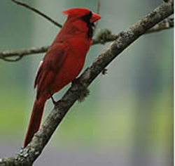 feeding-birds-in-winter-thumbnail-image