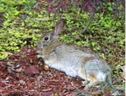 keeping-rabbits-out-of-the-garden-thumbnail-image