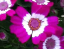 winter-color-cineraria-thumbnail-image