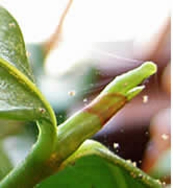 dealing-with-houseplant-pests-thumbnail-image