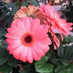 gerbera-daisies-brilliant-color-from-spring-to-fall-thumbnail-image