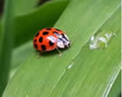 ladybugs-get-to-know-your-beneficial-insects-thumbnail-image