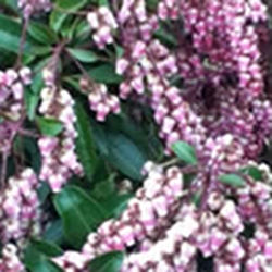 pieris-the-lily-of-the-valley-shrub-thumbnail-image