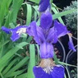 beautiful-beareded-iris-thumbnail-image