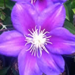 clematis-queen-of-the-vines-thumbnail-image