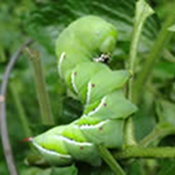 dealing-with-tomato-hornworms-thumbnail-image