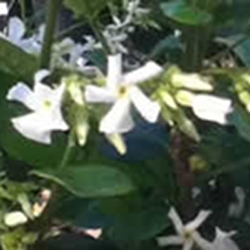 star-jasmine-thumbnail-image