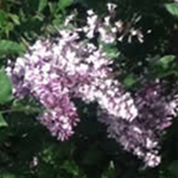 the-scent-of-spring-lilacs-thumbnail-image