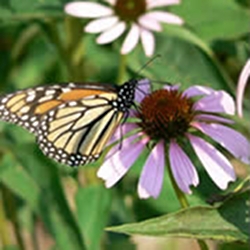 coneflowers-beautiful-and-hardy-thumbnail-image