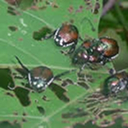 dealing-with-japanese-beetles-thumbnail-image